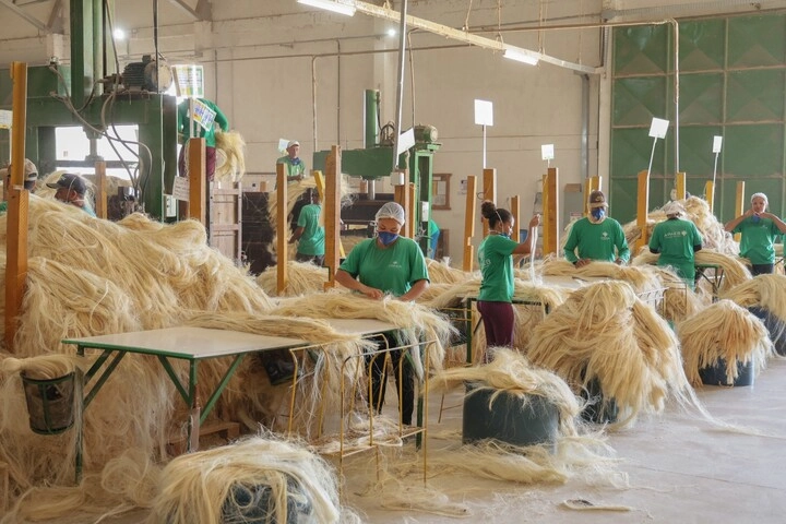 Associação sisaleira