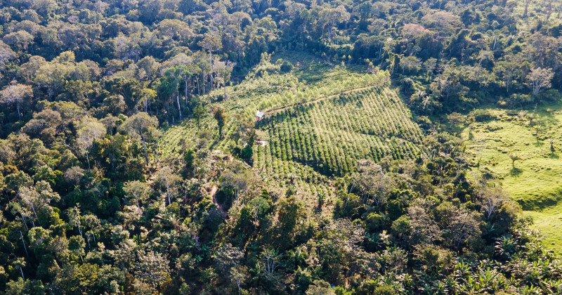Cooperacre puts technology and innovation at the service of sustainable production in the Amazon