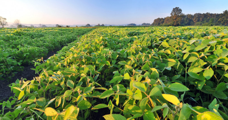 Sustainable production in order to grow