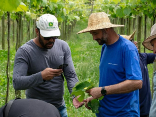 Vinícola Aurora adota manejo sustentável do solo e minimiza impactos climáticos na Serra Gaúcha