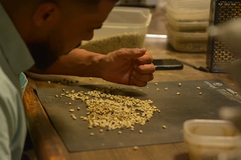 Jornada rumo à COP 29 destaca ações de coops mineiras